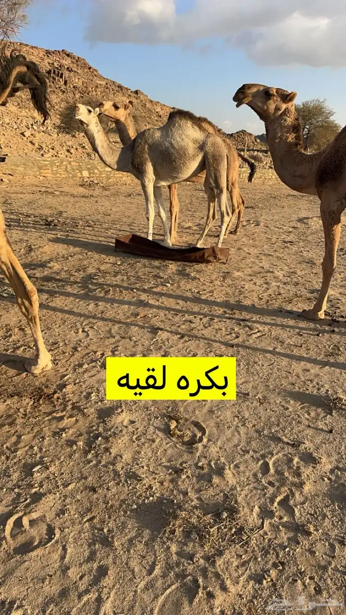 للبيع 5من الابل بفحلها 1