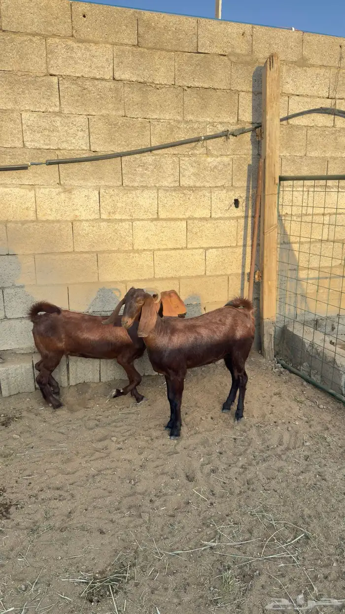 معزا صغار سن 5