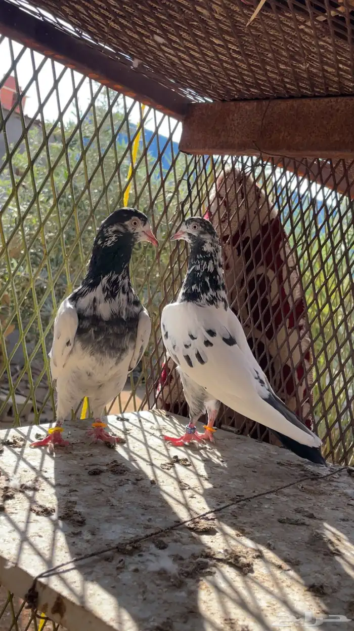 اجوز باكستاني 1