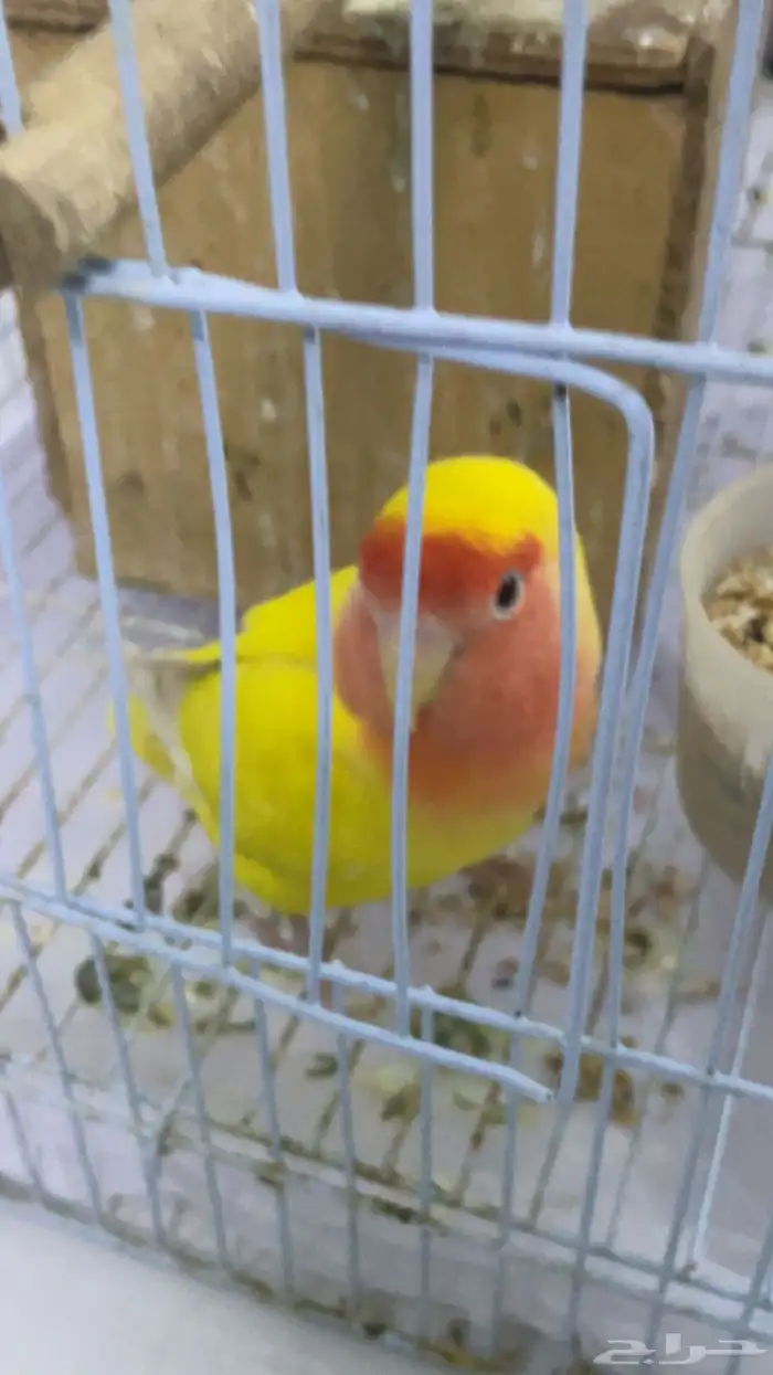 طيز روز للبيع 2