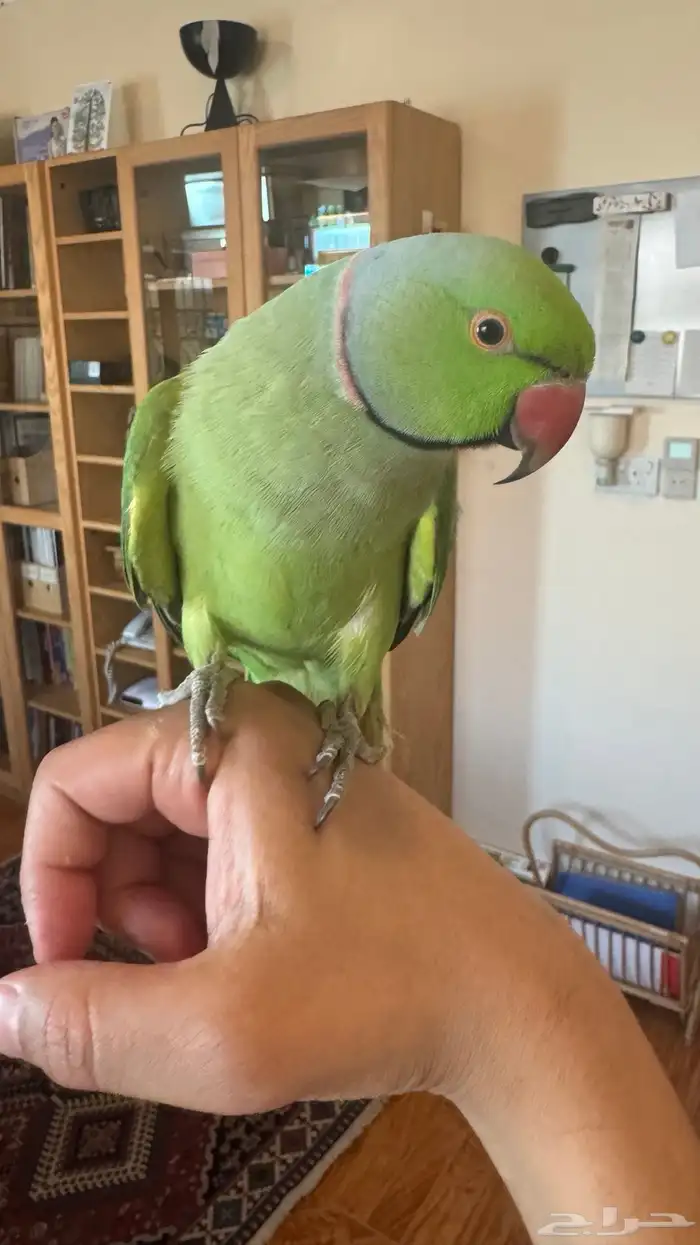 ذكر درة اليف 0