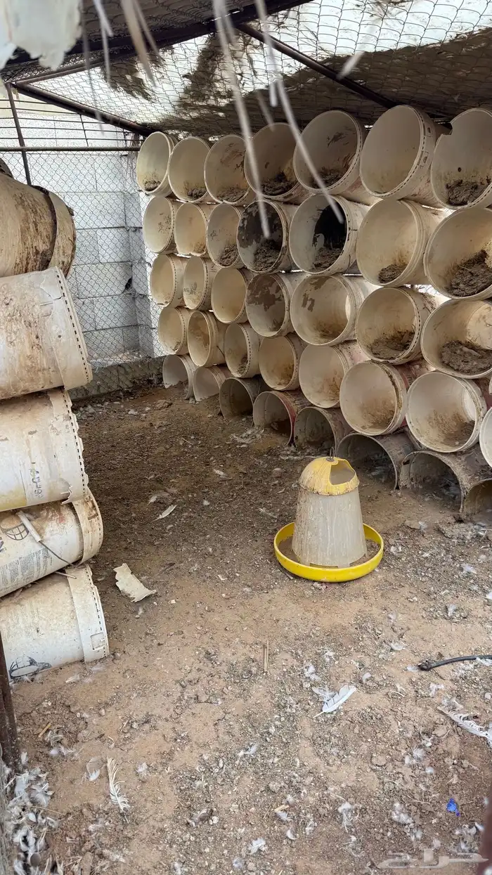 شبوك 2 3 بسطولهن 3