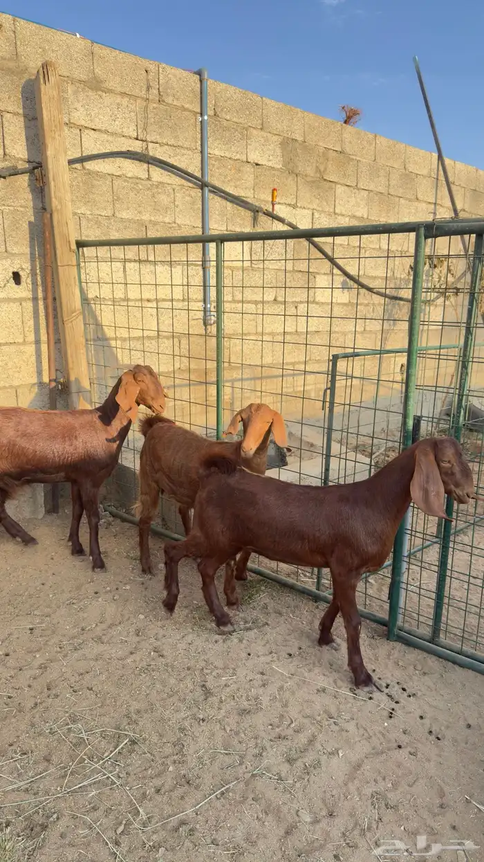 معزا صغار سن 6