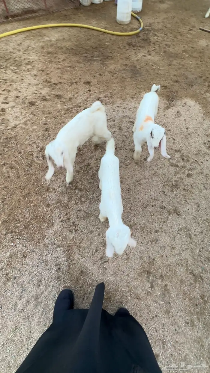 دواغير تيوس وجفرات 1