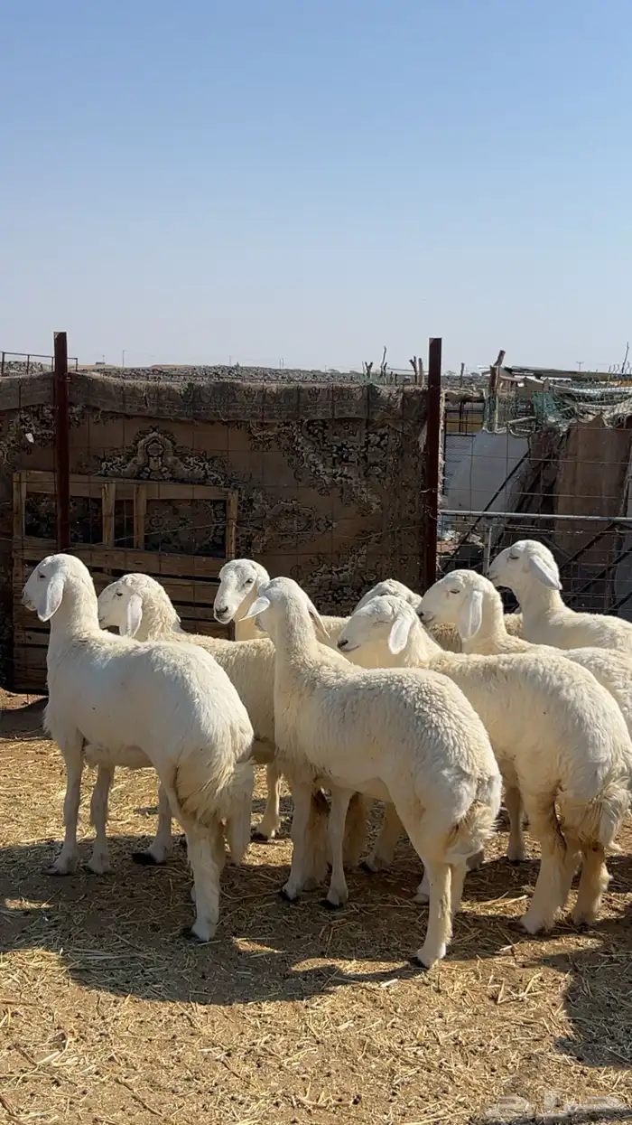 رخال صنف طيبه ( تم البيع ) 4