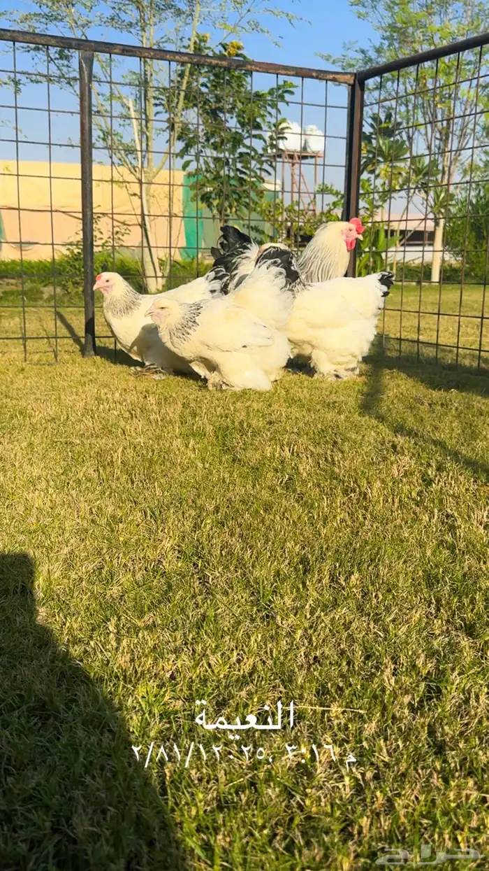 للبيع طقم دجاج براهما 6