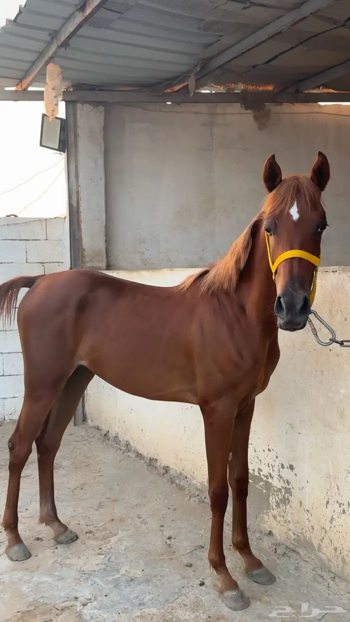 مهرة شعبيه بسعر مناسب 3500 1