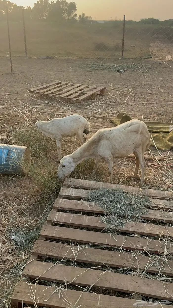 نعجه منتوج 2