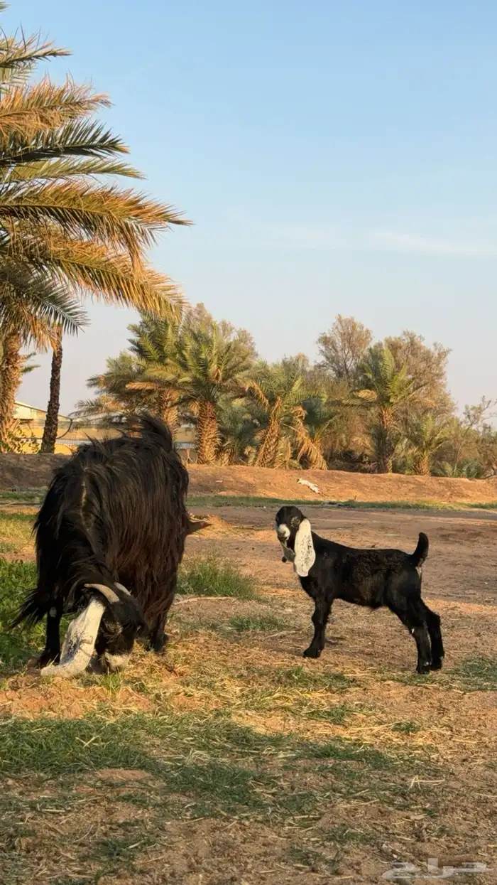 عنز عارضيه والد 1