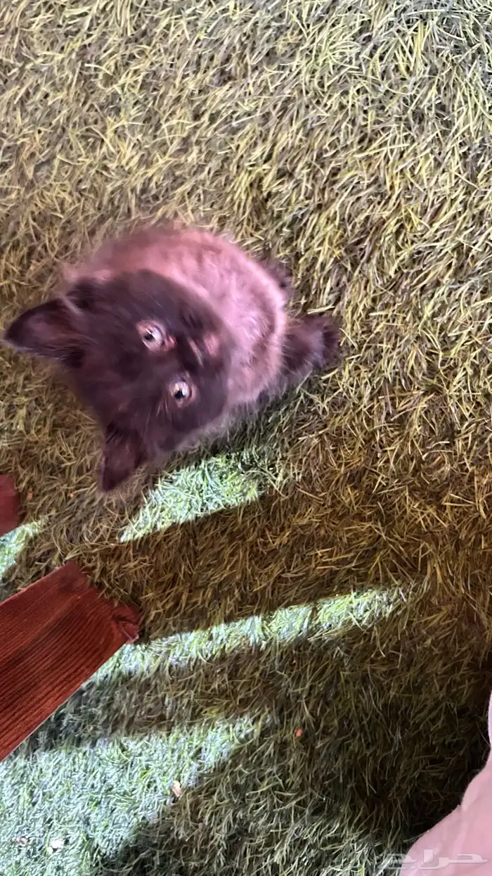 ثلاث كتنز و ام للتبني 1