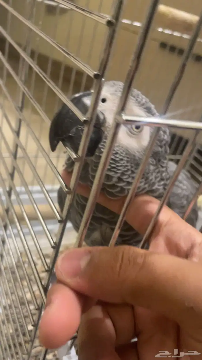 كاسكو هولندي محجل متكلم بالوجه طفرة الريش الناعم 5