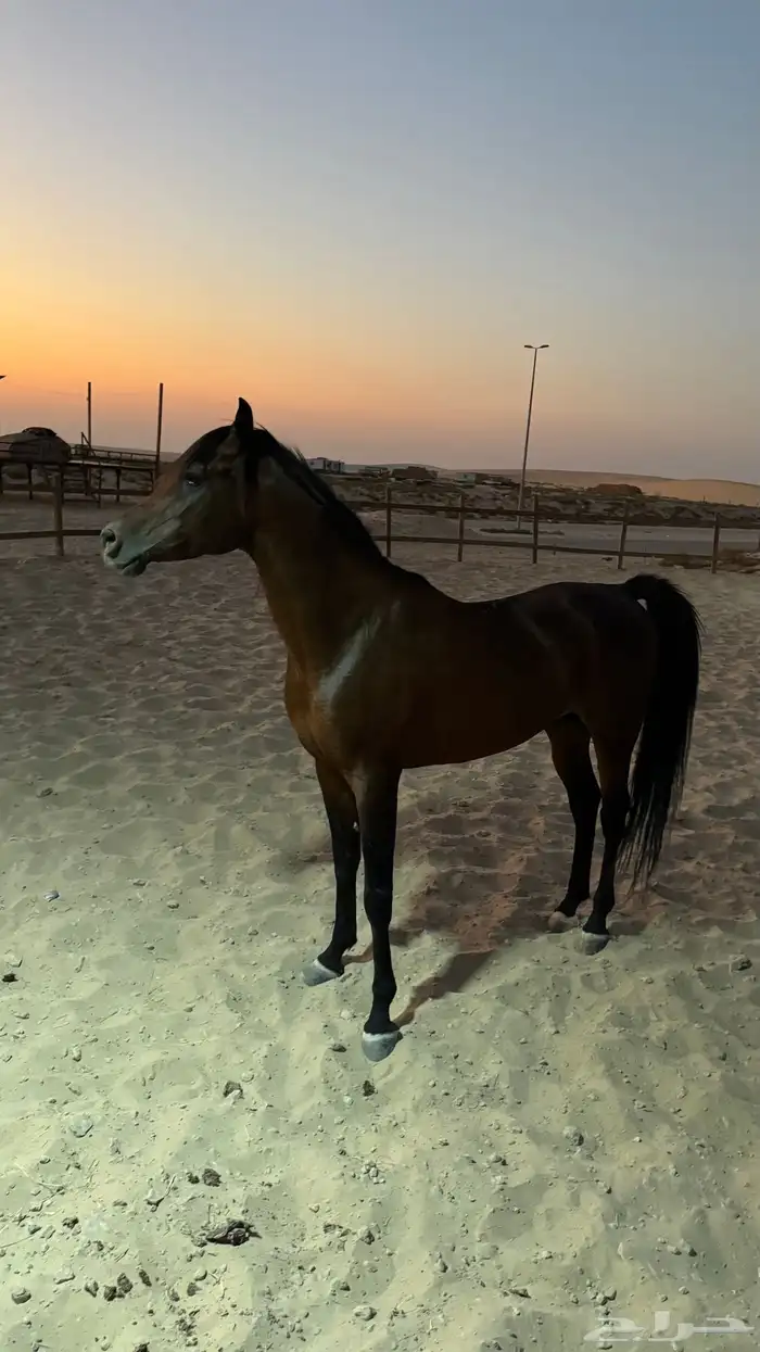 حصان شعبي كوميت 3