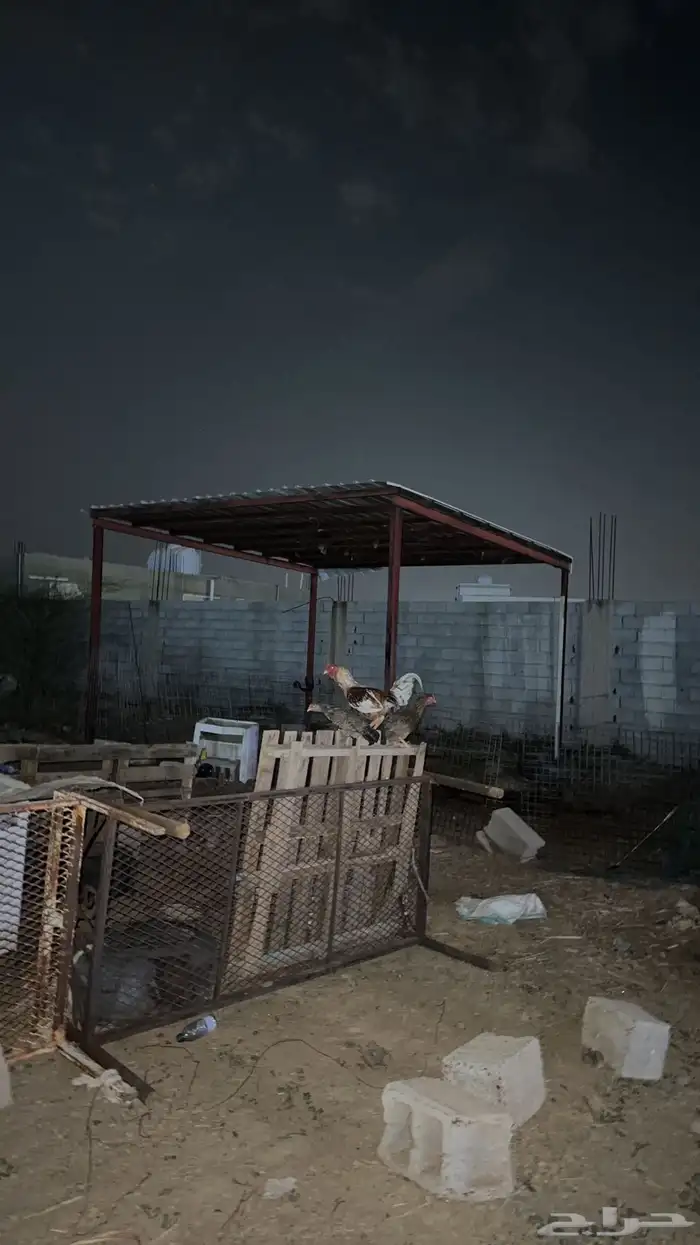 ديك للبيع مهجن باكستاني معا بلدي انتاجه الصوره الثانيه 0