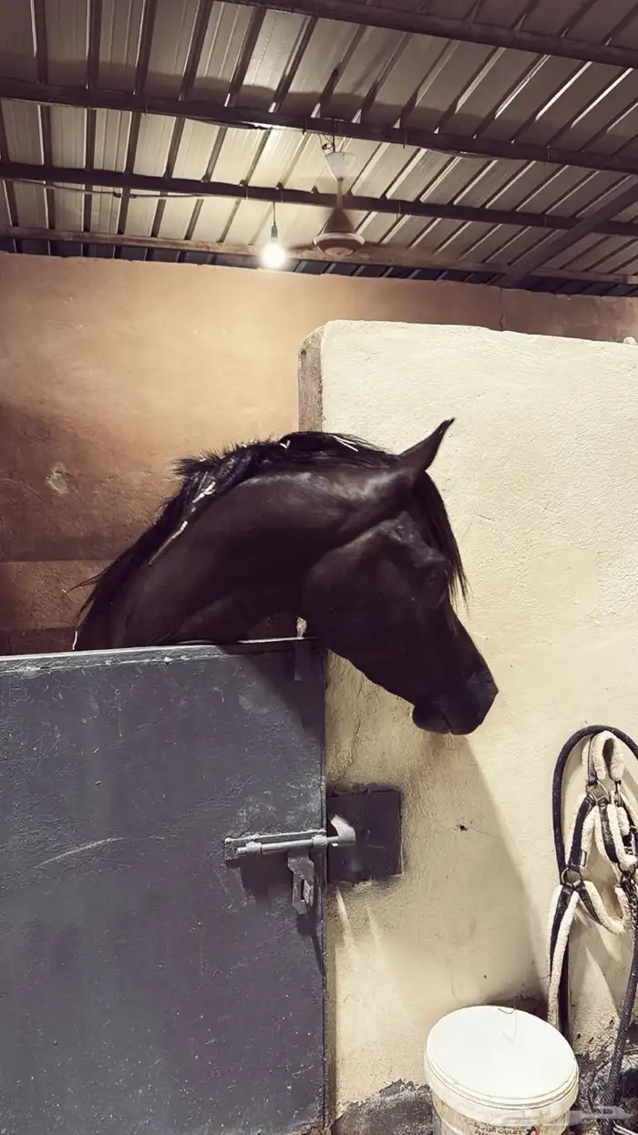 مهر ادهم واهو جمال 0