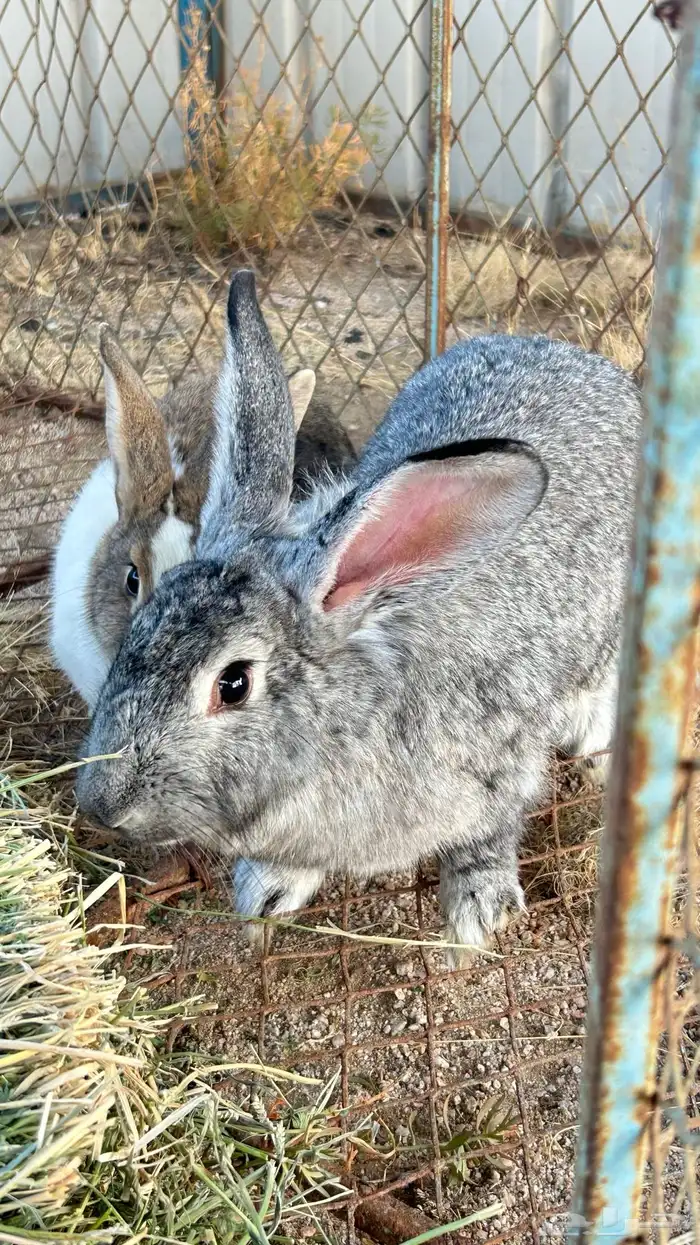 ارانب للبيع 2