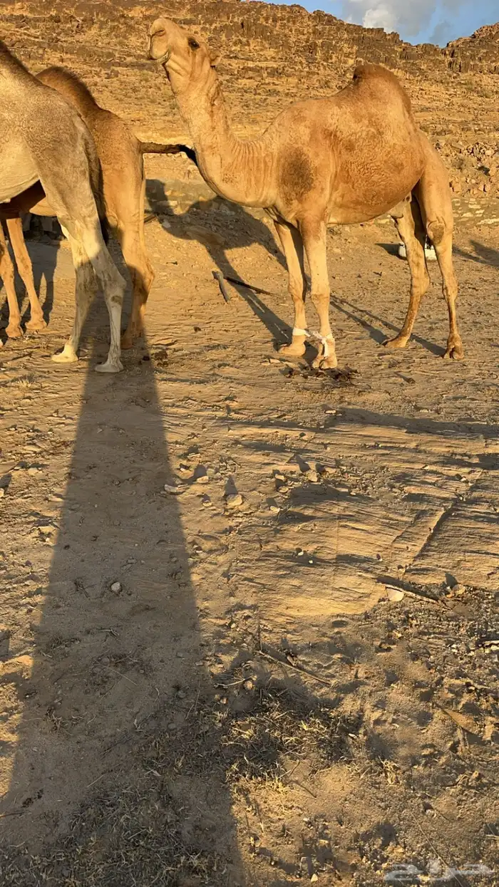 للبيع 5من الابل بفحلها 3