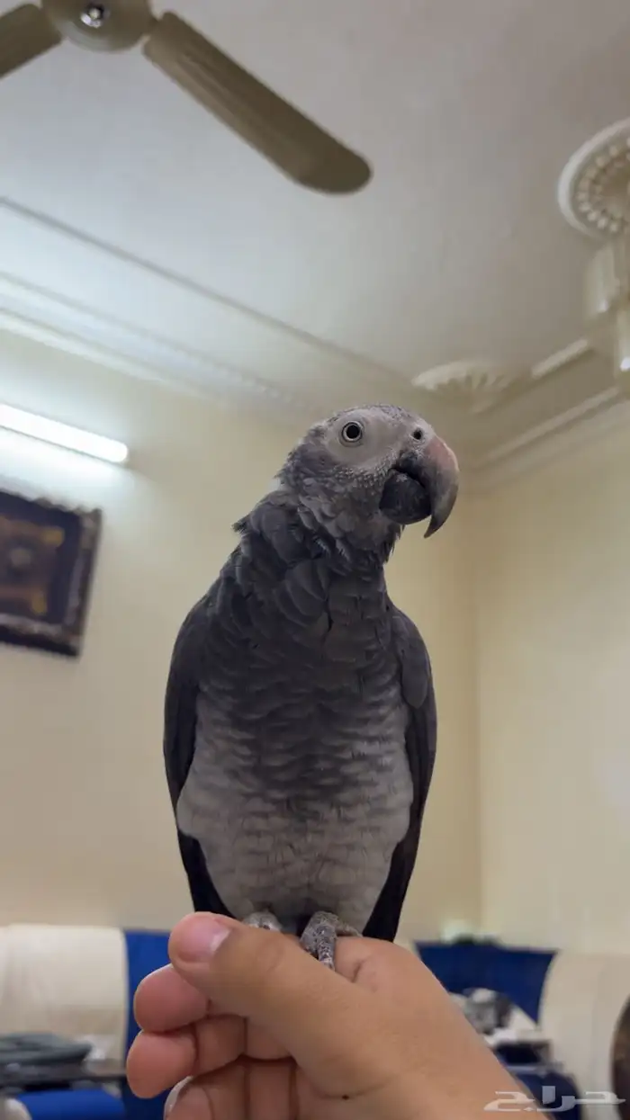 ببغاء كاسكو غيني 1