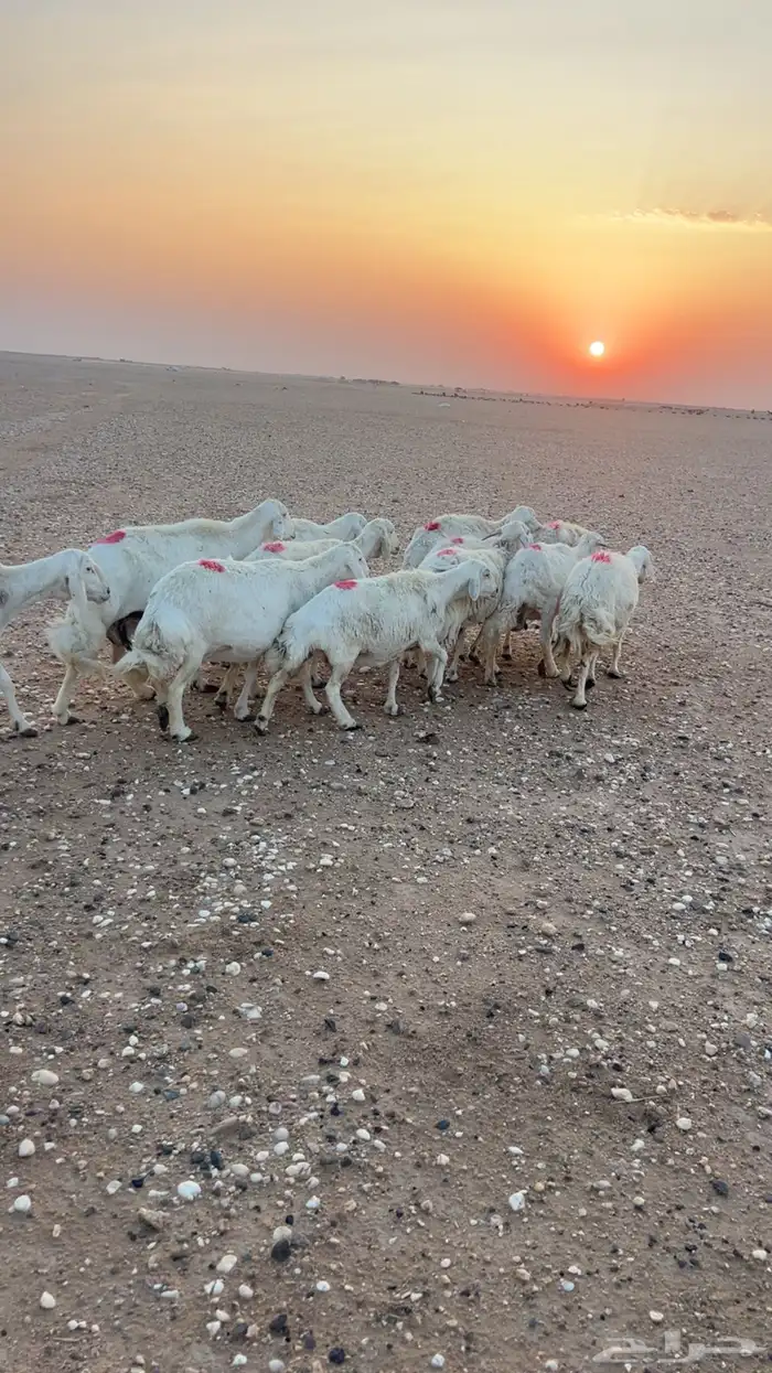 حريات دفيع على الشرط 5