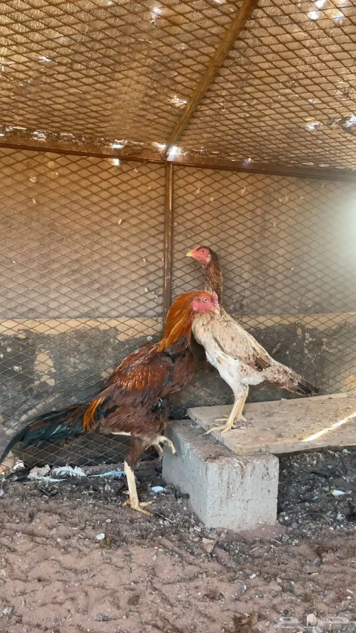 ديك ودجاجه باكستاني 1