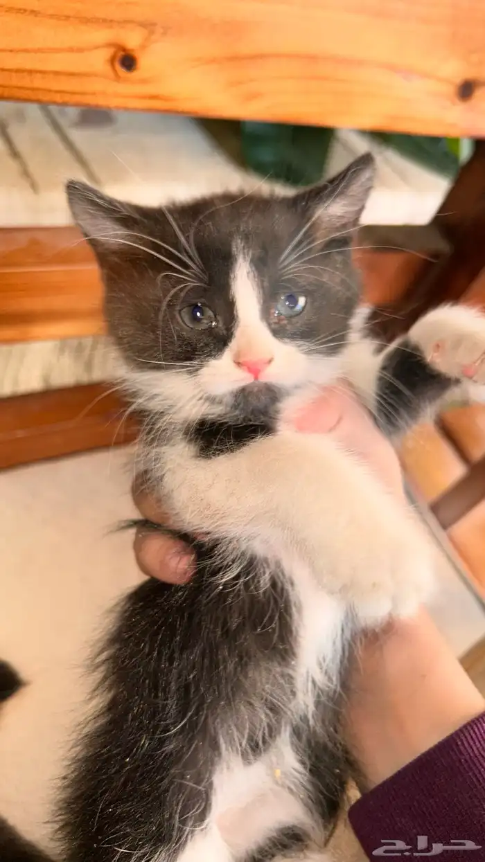 ثلاث كتنز و ام للتبني 2