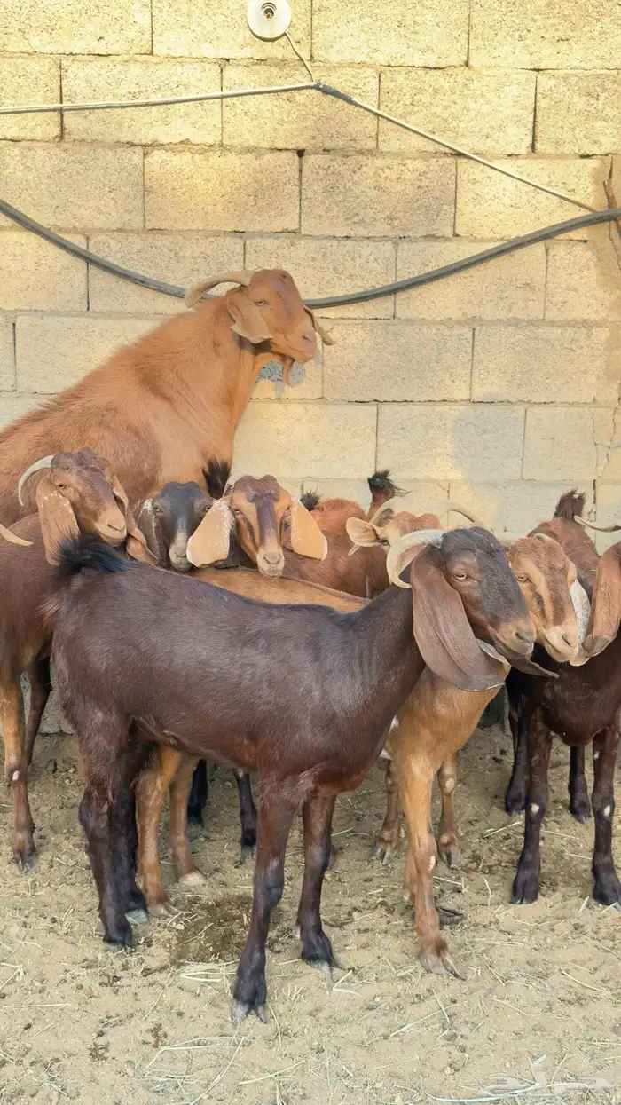 معزا صغار سن 11