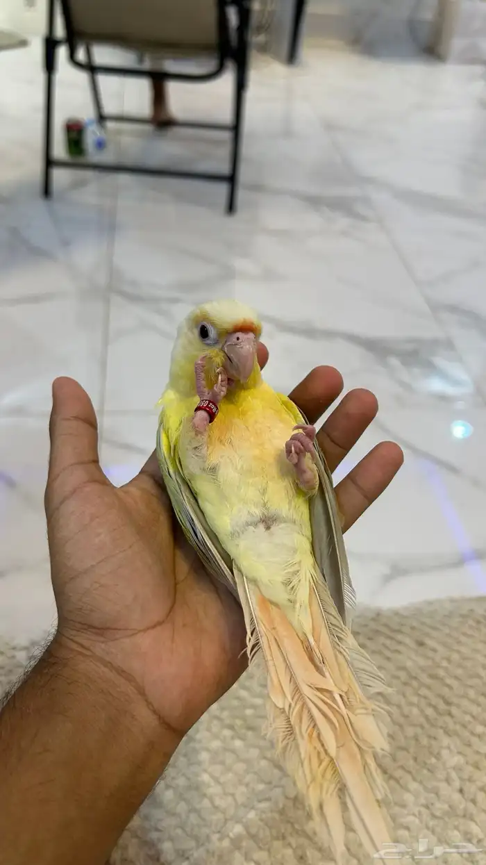 كنيور مون شيك هدد خارجي ( عرض خاص ) 5