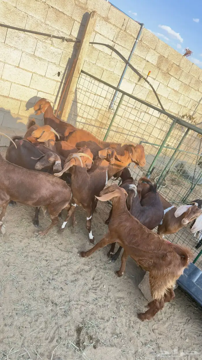 معزا صغار سن 4