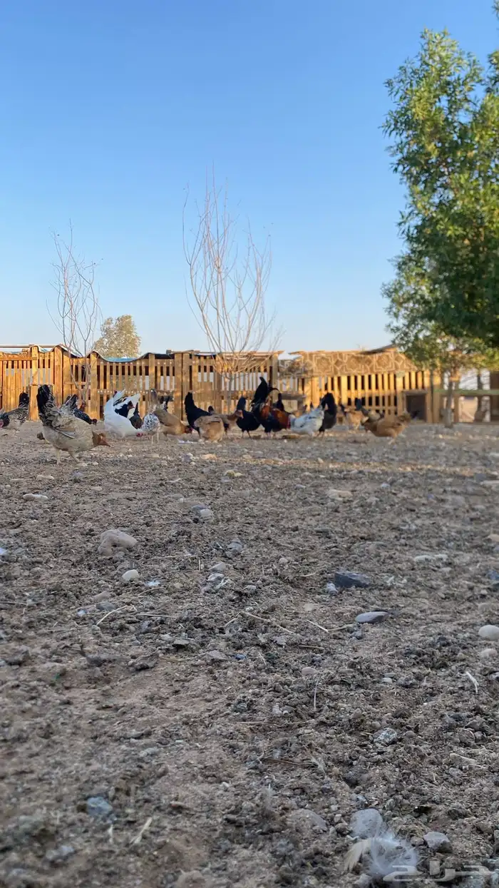 دجاج ترثه شرط الصحه 0