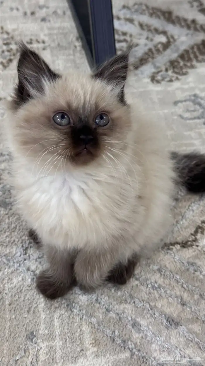 كيتن همالايا للبيع 14