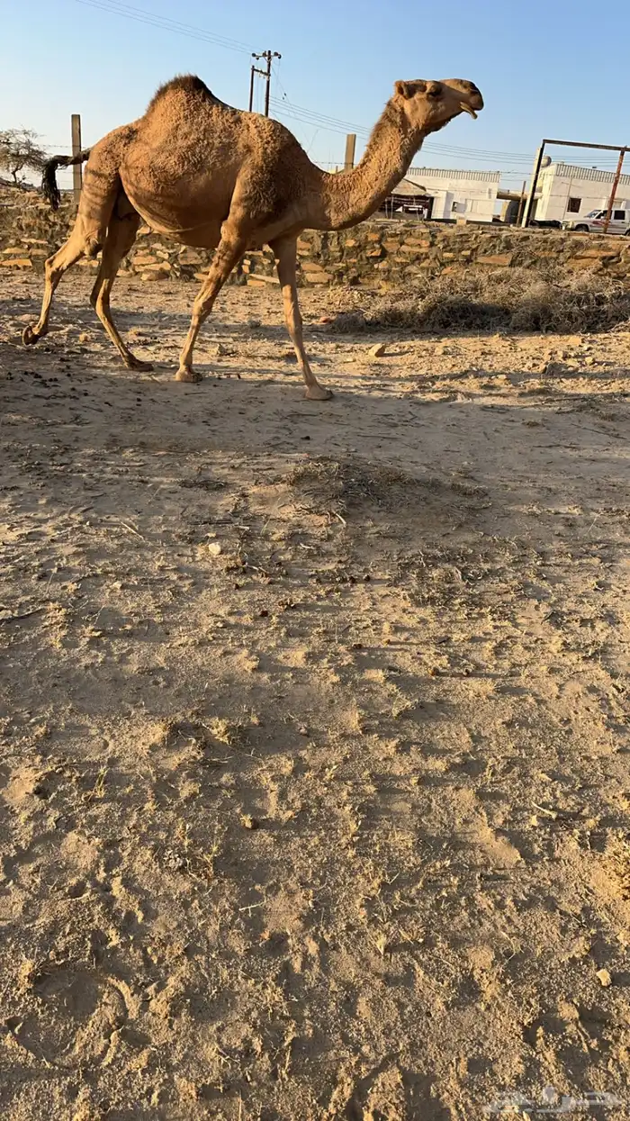 للبيع 5من الابل بفحلها 5