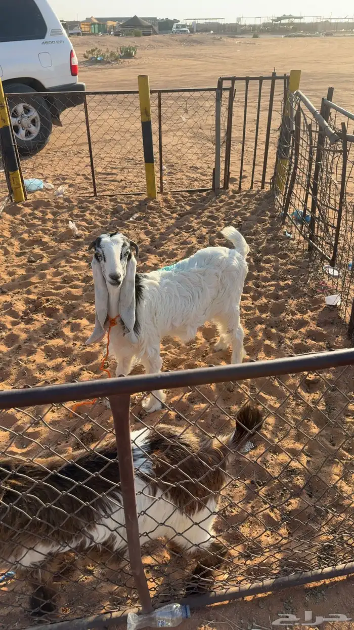 عنق سمان ذبايح 1