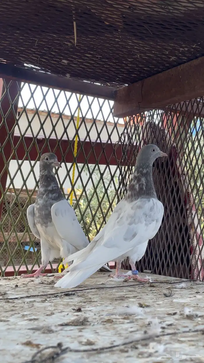 اجوز باكستاني 3