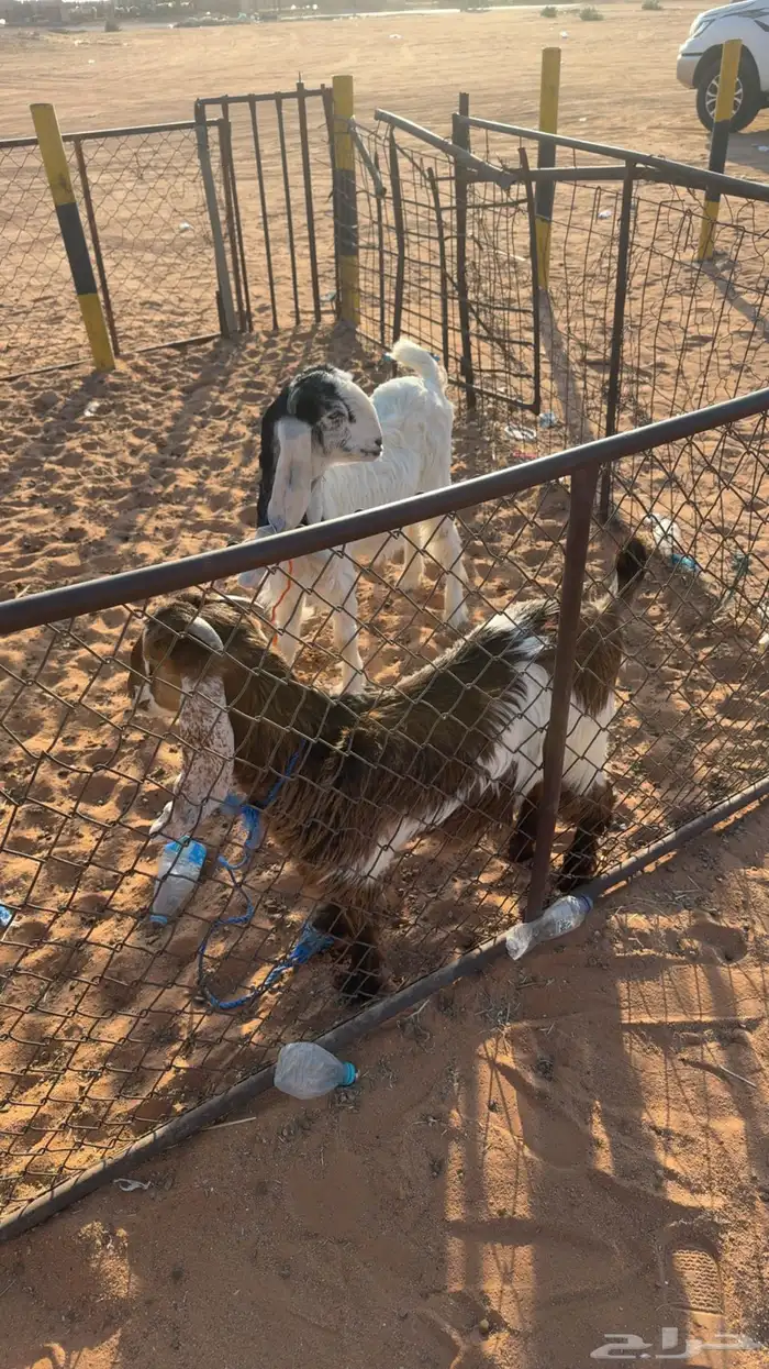 عنق سمان ذبايح 0