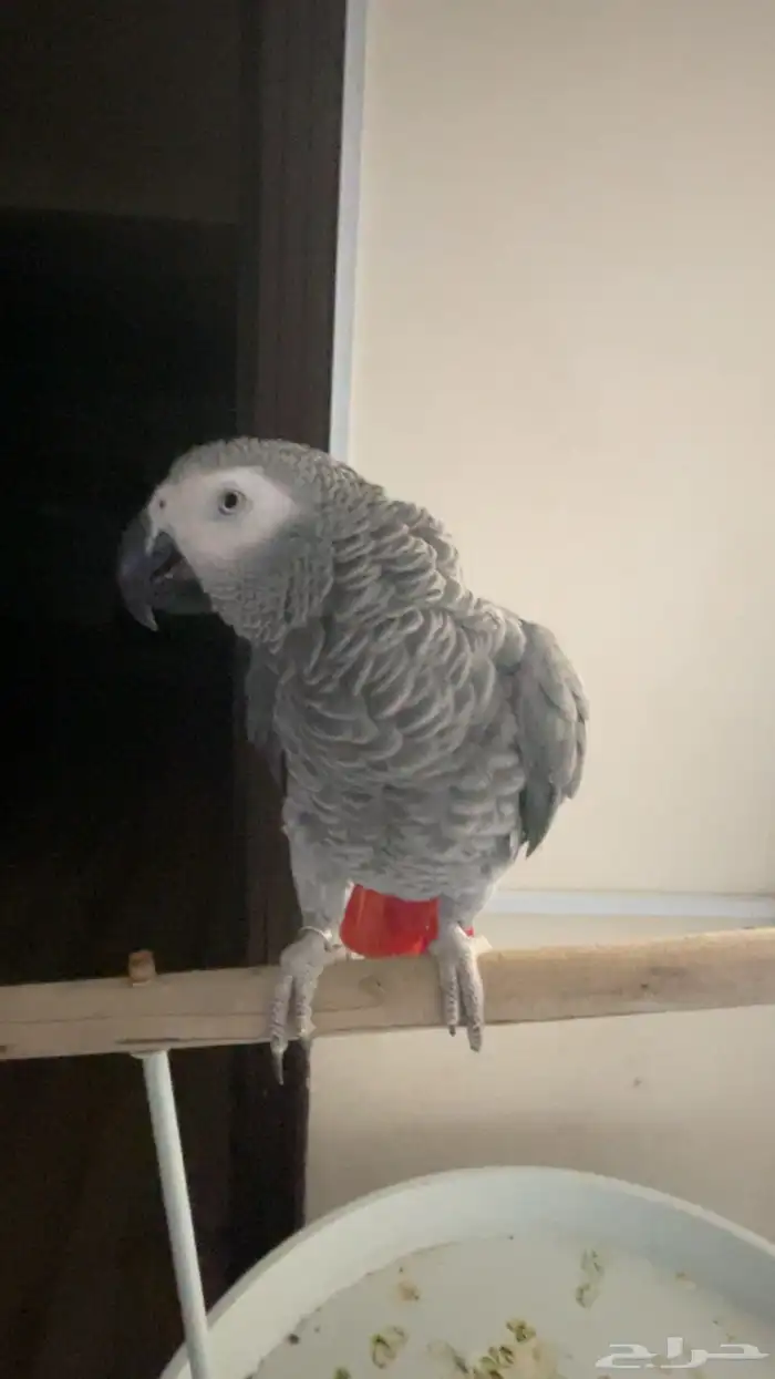 كاسكو هولندي محجل متكلم بالوجه طفرة الريش الناعم 3