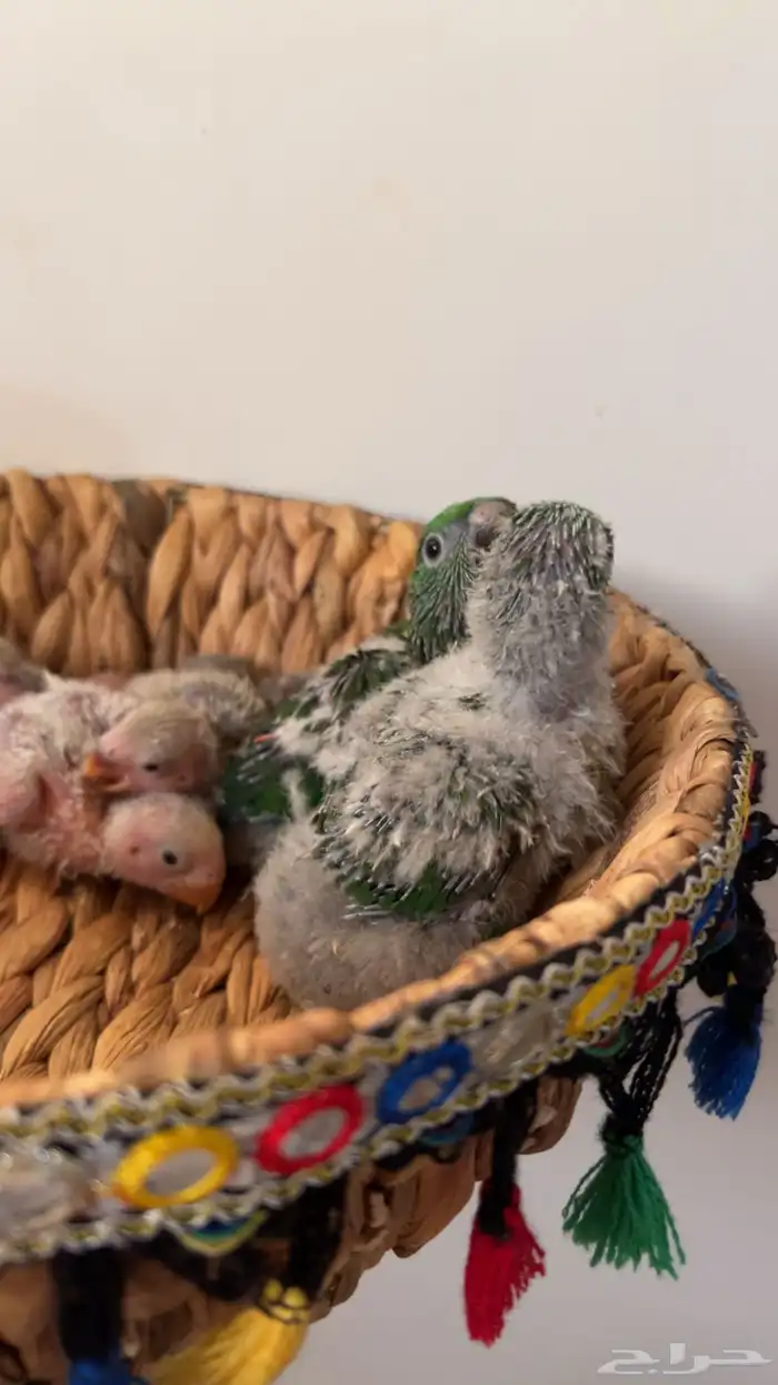 فروخ لوري سكالي 0