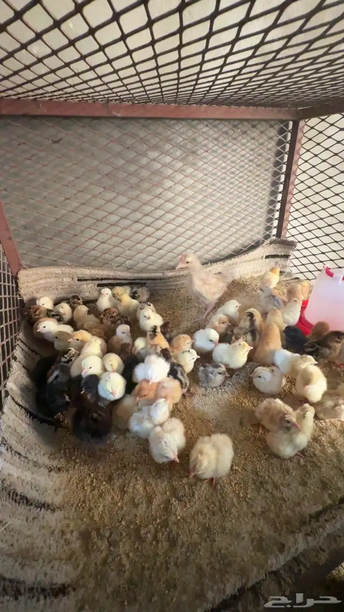 صوص بلدي تم البيع 3