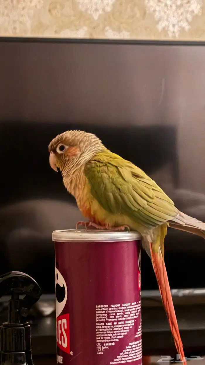 ببغاء كنيور اناناس 0