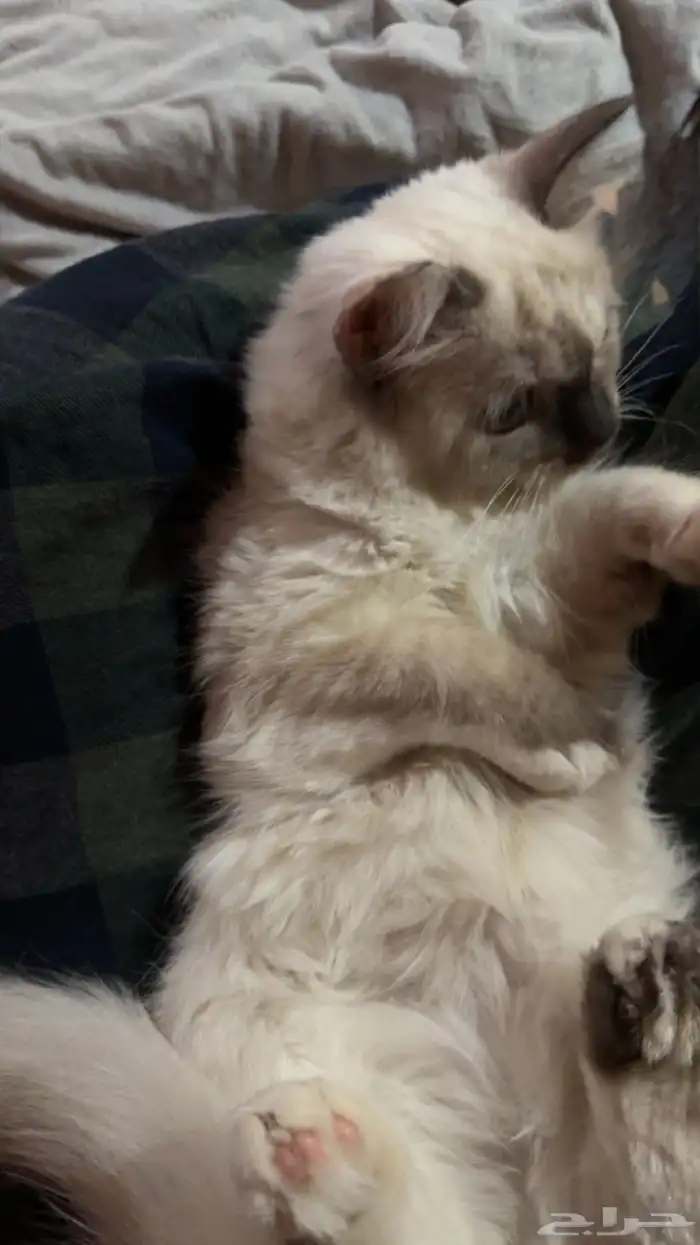 قطوه انثى هيمالايا 0