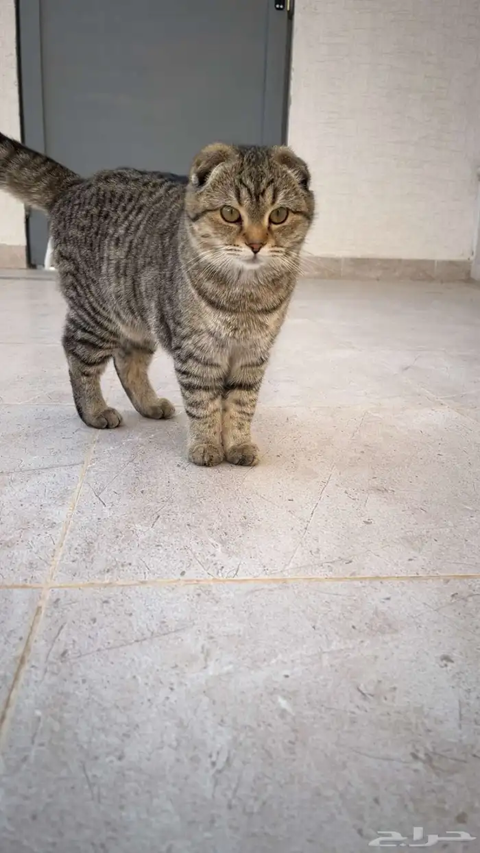 قطط تبني 4