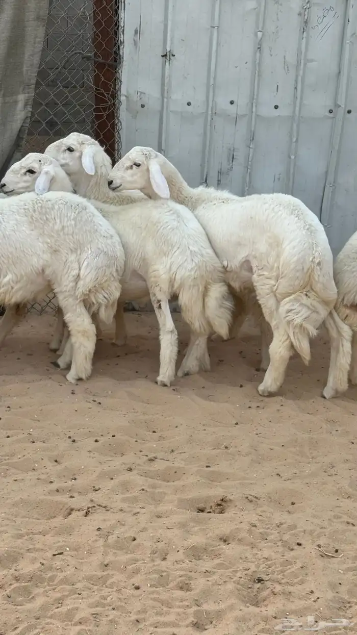 ذبايح حريات 4