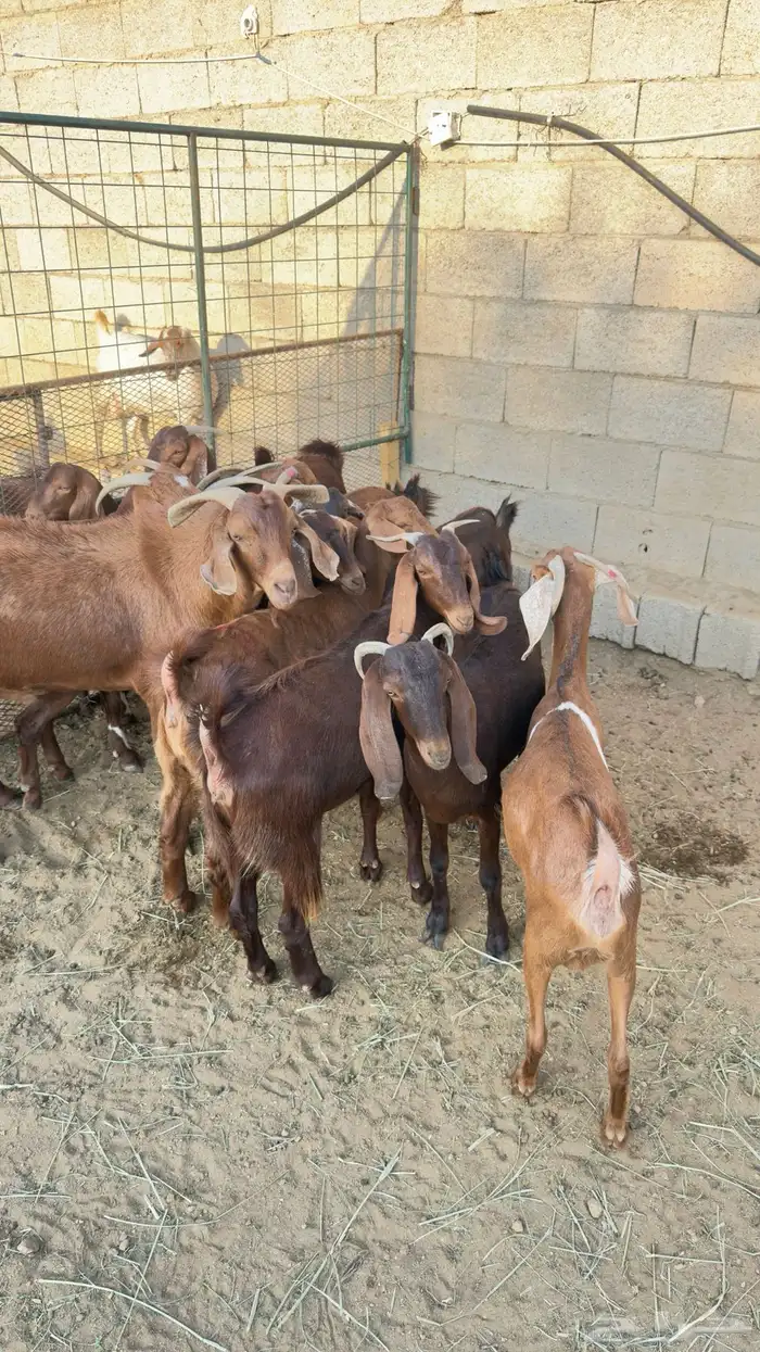 معزا صغار سن 3