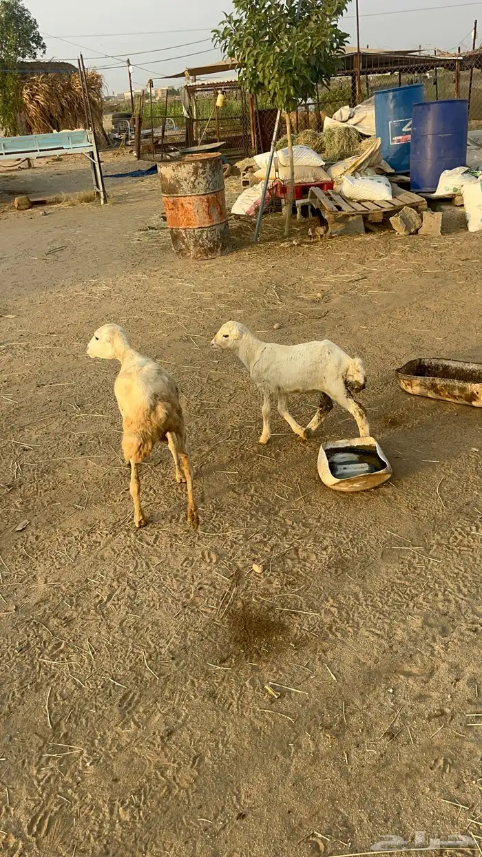 نعجه منتوج 4