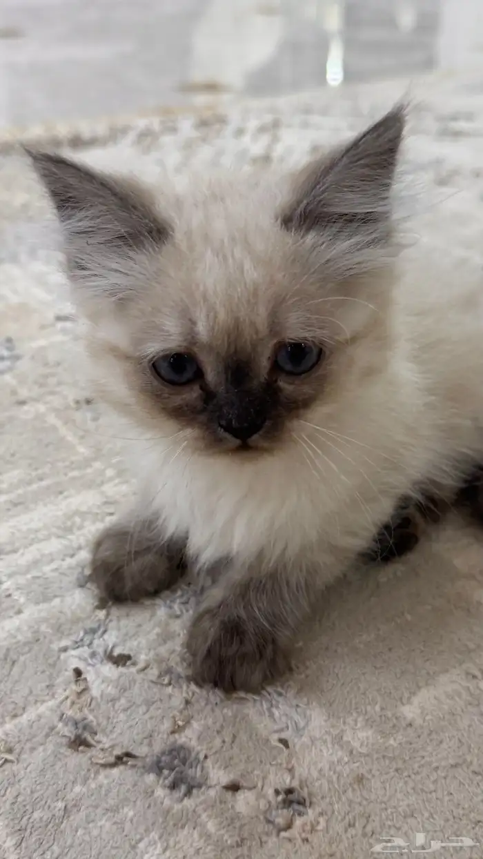 كيتن همالايا للبيع 17