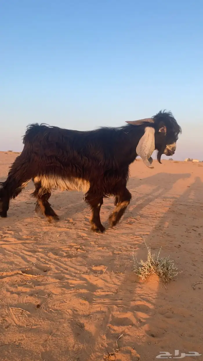 معزاء عوارض 4