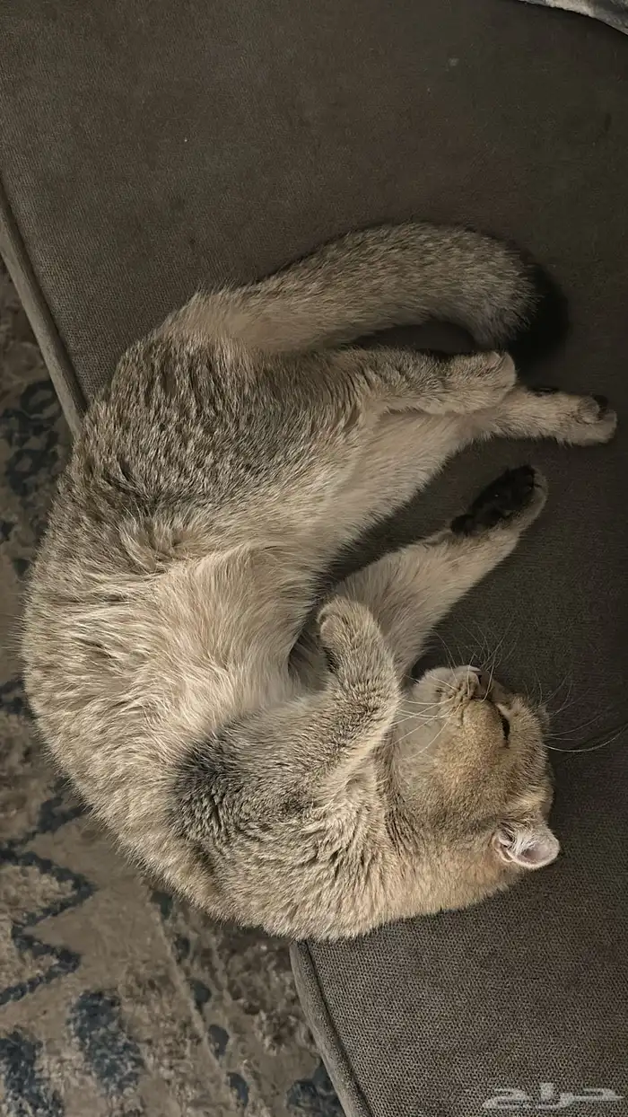 للبيع قطة سكوتش ستريت شانشيلا 4