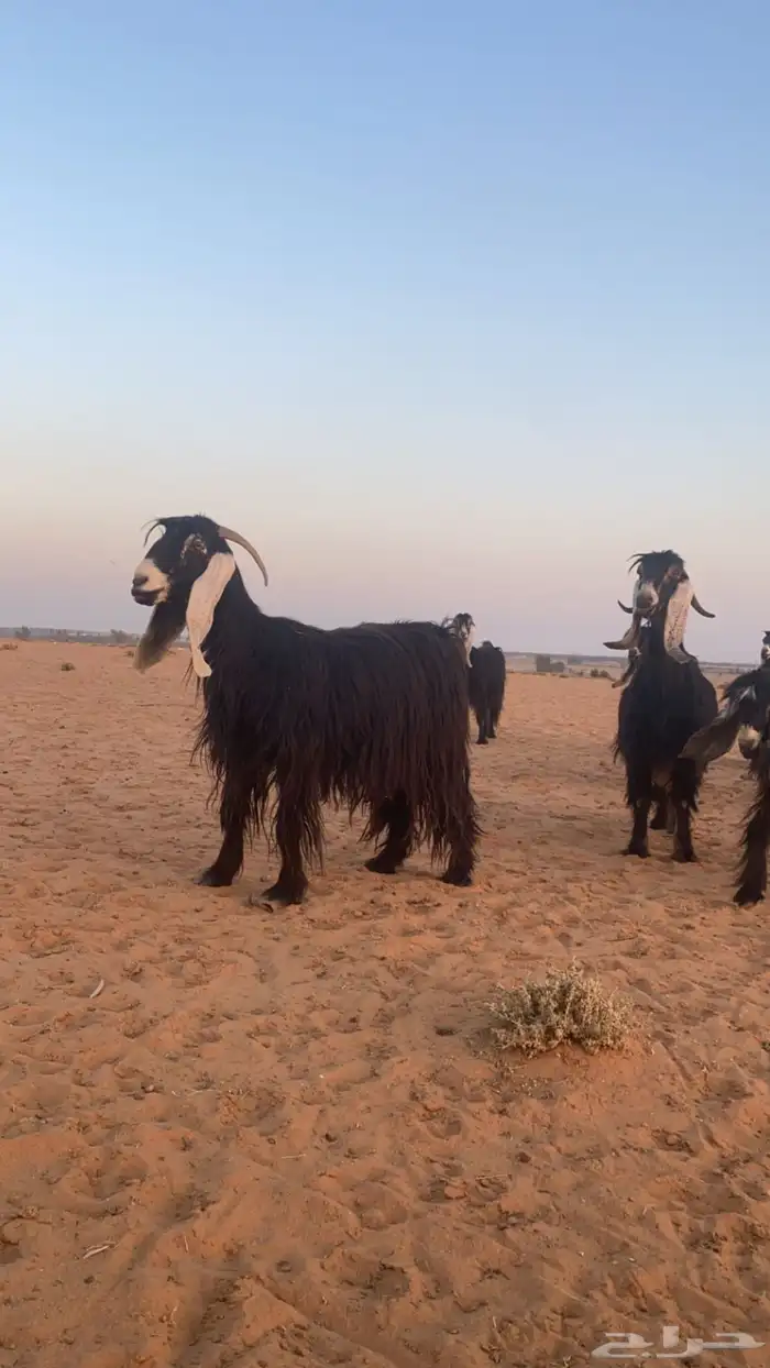 معزاء عوارض 7