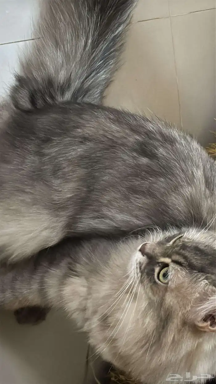 قط مأخوذ بدون علم صاحبه 2