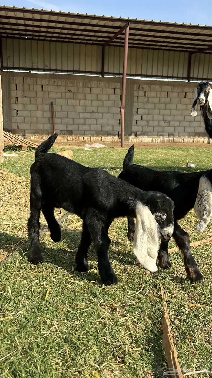 عنز عارضيه والد (تيماء) 2