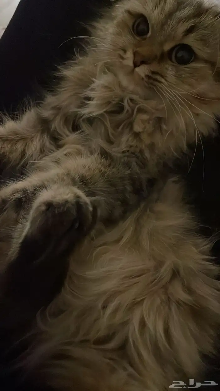 قطوه للبيع 0