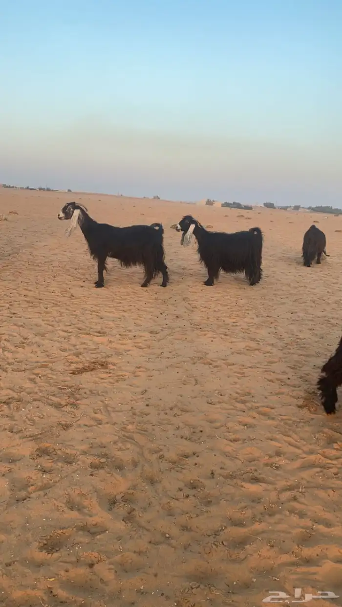 معزاء عوارض 5